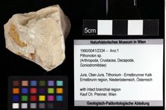 Foto (Objket + Etiketten) von Pithonoton sp. 